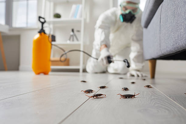Post-Treatment Bed Bug Interceptor Monitoring in Longbranch